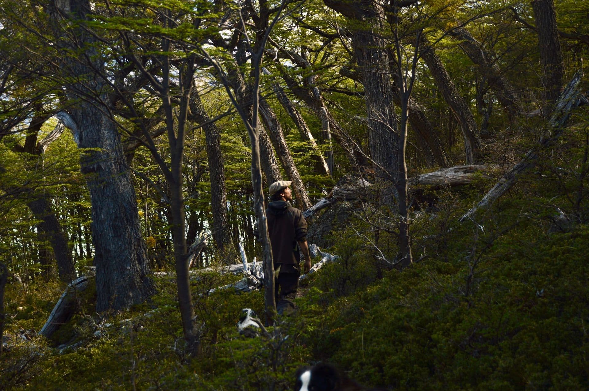 Bosque nativo de lengas en la estancia